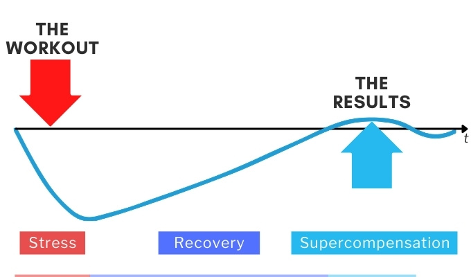 stress and recovery lead to supercompensation