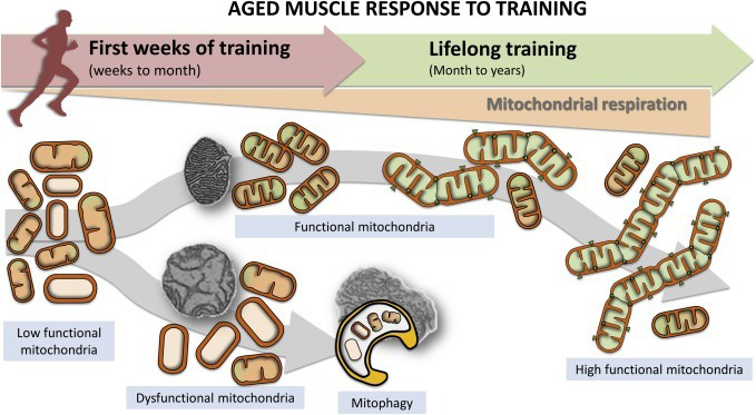 effects of lifelong metabolic conditioning on mitochondria