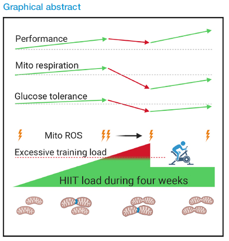 metabolic conditioning load and mitochondrial optimization